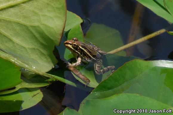 Rio Grande Leopard Frog (Lithobates berlandieri)