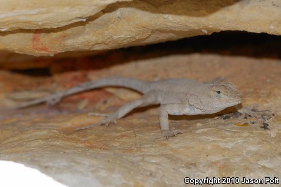 Merriam's Canyon Lizard (Sceloporus merriami merriami)