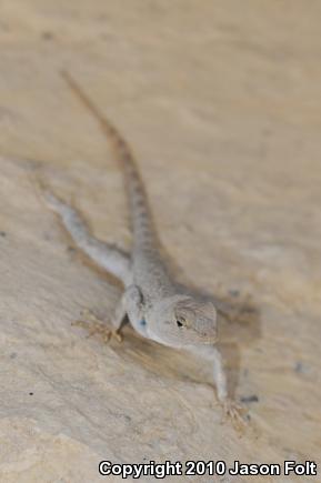 Merriam's Canyon Lizard (Sceloporus merriami merriami)