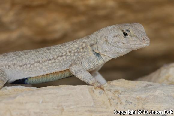 Merriam's Canyon Lizard (Sceloporus merriami merriami)