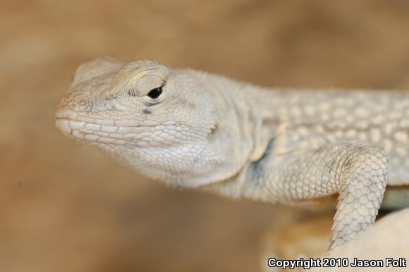 Merriam's Canyon Lizard (Sceloporus merriami merriami)