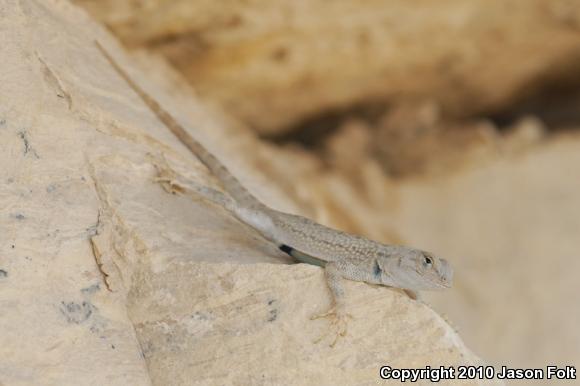 Merriam's Canyon Lizard (Sceloporus merriami merriami)