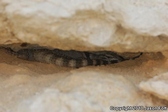 Crevice Spiny Lizard (Sceloporus poinsettii)