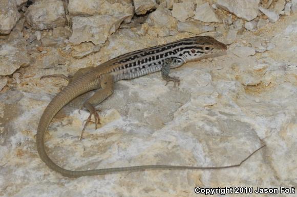 Plateau Spotted Whiptail (Aspidoscelis septemvittata)