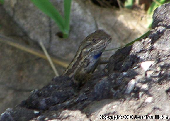 Great Basin Fence Lizard (Sceloporus occidentalis longipes)