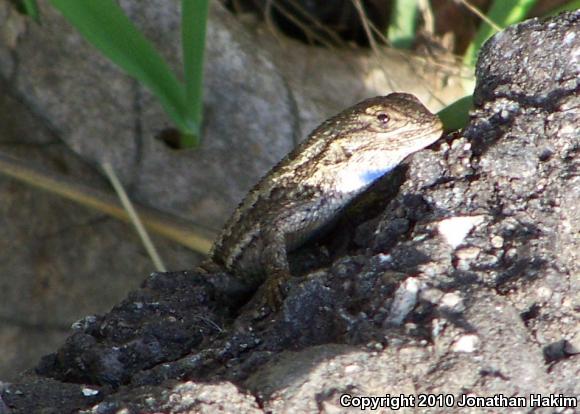 Great Basin Fence Lizard (Sceloporus occidentalis longipes)