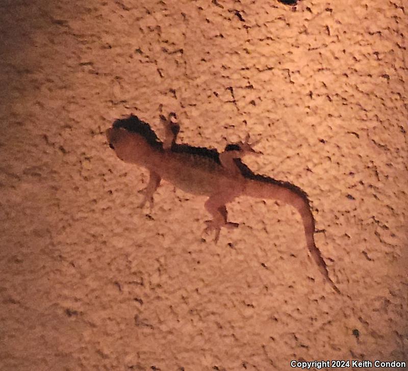 Mediterranean House Gecko (Hemidactylus turcicus)