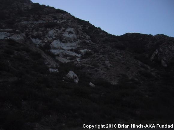 Southern Pacific Rattlesnake (Crotalus oreganus helleri)