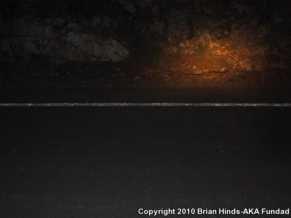 Southern Pacific Rattlesnake (Crotalus oreganus helleri)