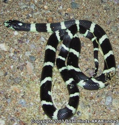 California Kingsnake (Lampropeltis getula californiae)