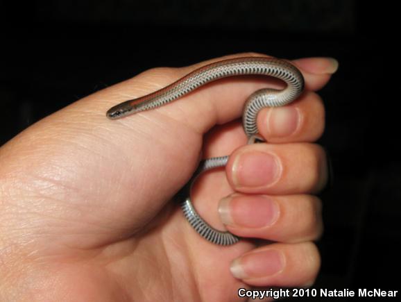 Sharp-tailed Snake (Contia tenuis)