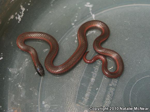 Sharp-tailed Snake (Contia tenuis)