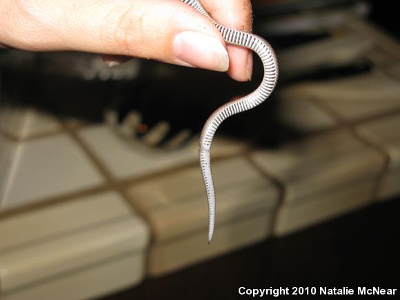 Sharp-tailed Snake (Contia tenuis)