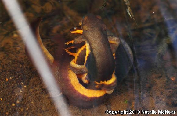 Rough-skinned Newt (Taricha granulosa)