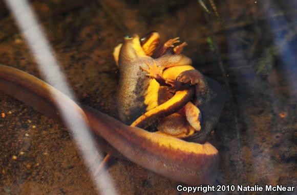 Rough-skinned Newt (Taricha granulosa)