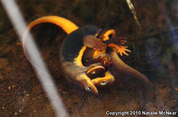 Rough-skinned Newt (Taricha granulosa)