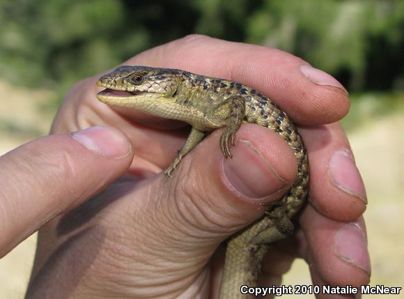 San Francisco Alligator Lizard (Elgaria coerulea coerulea)