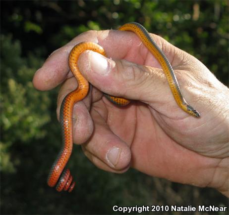 Pacific Ring-necked Snake (Diadophis punctatus amabilis)