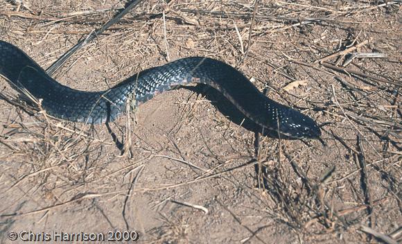 Mexican West Coast Cribo (Drymarchon melanurus rubidus)