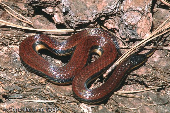 Burrowing Snake (Adelphicos nigrilatum)