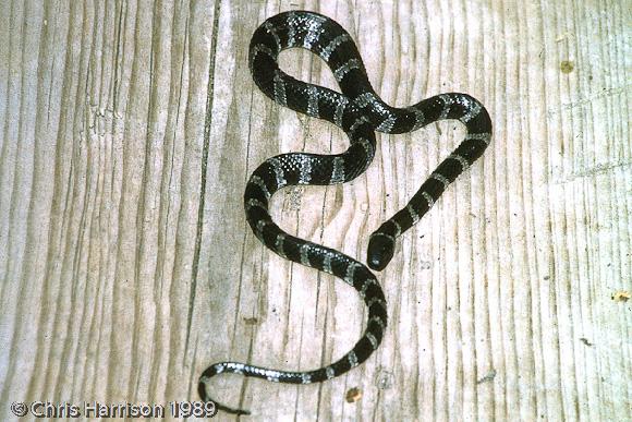 Fischer's Snail-eating Snake (Tropidodipsas fischeri fischeri)