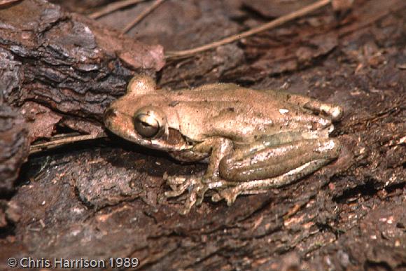 Walker's Treefrog (Hyla walkeri)