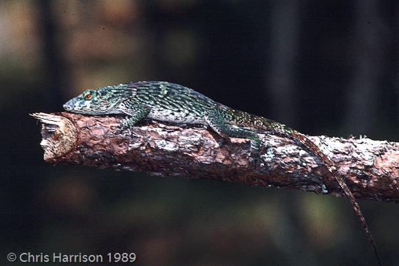 Neotropical Green Anole (Anolis biporcatus biporcatus)