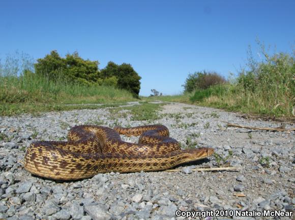 Pacific Gopher Snake (Pituophis catenifer catenifer)