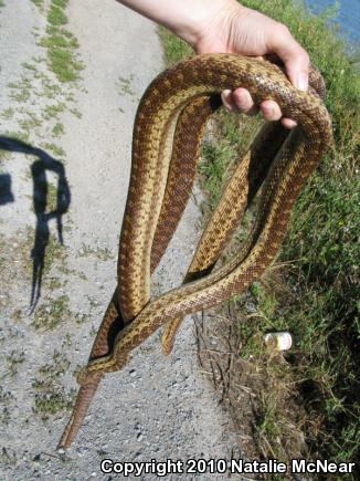 Pacific Gopher Snake (Pituophis catenifer catenifer)