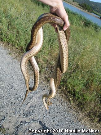 Pacific Gopher Snake (Pituophis catenifer catenifer)