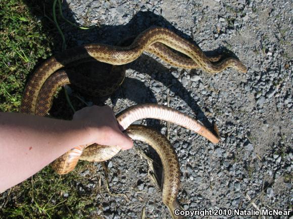 Pacific Gopher Snake (Pituophis catenifer catenifer)