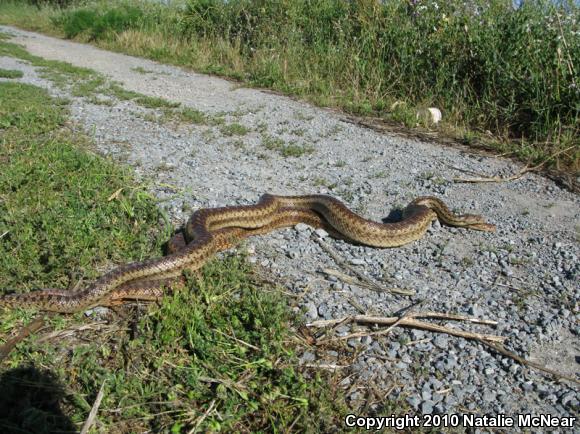 Pacific Gopher Snake (Pituophis catenifer catenifer)