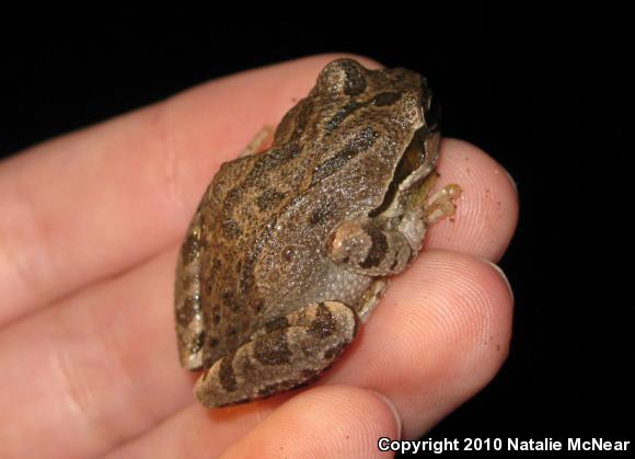 Sierran Treefrog (Pseudacris sierra)