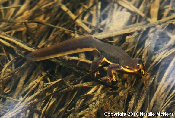 Coast Range Newt (Taricha torosa torosa)