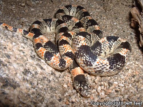 Western Long-nosed Snake (Rhinocheilus lecontei)