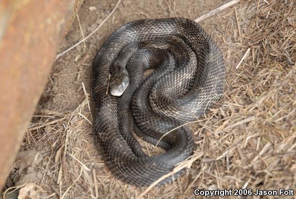 Black Ratsnake (Pantherophis obsoletus obsoletus)