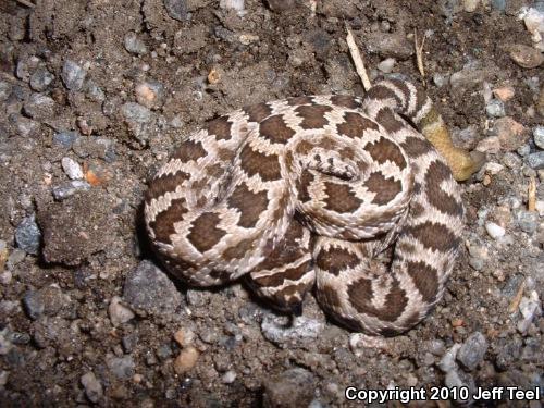 Southern Pacific Rattlesnake (Crotalus oreganus helleri)