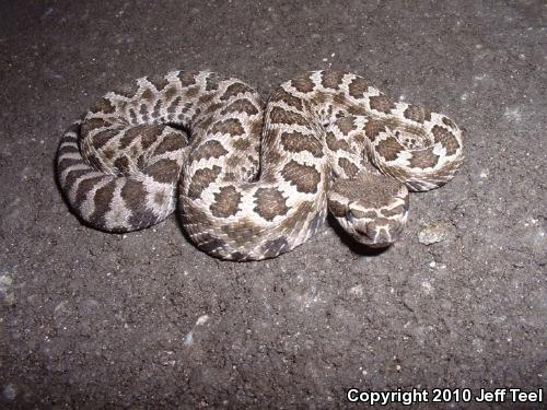 Southern Pacific Rattlesnake (Crotalus oreganus helleri)