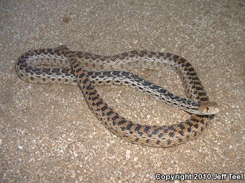 San Diego Gopher Snake (Pituophis catenifer annectens)