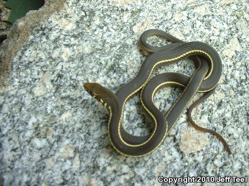 California Striped Racer (Coluber lateralis lateralis)