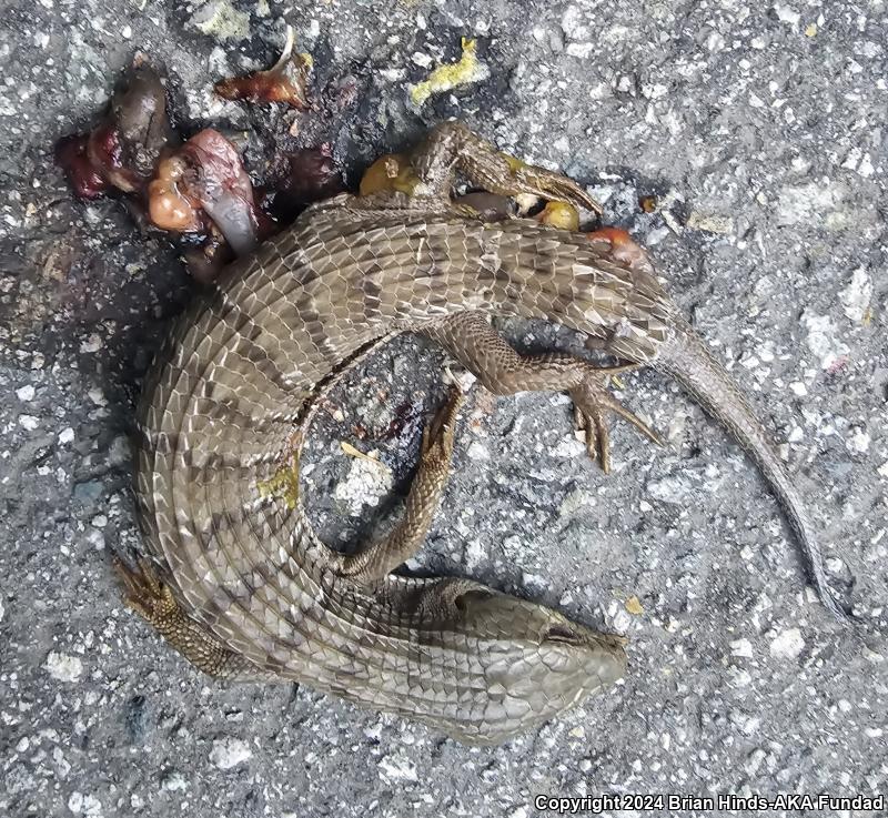 San Diego Alligator Lizard (Elgaria multicarinata webbii)