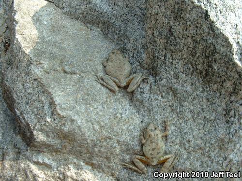 California Treefrog (Pseudacris cadaverina)