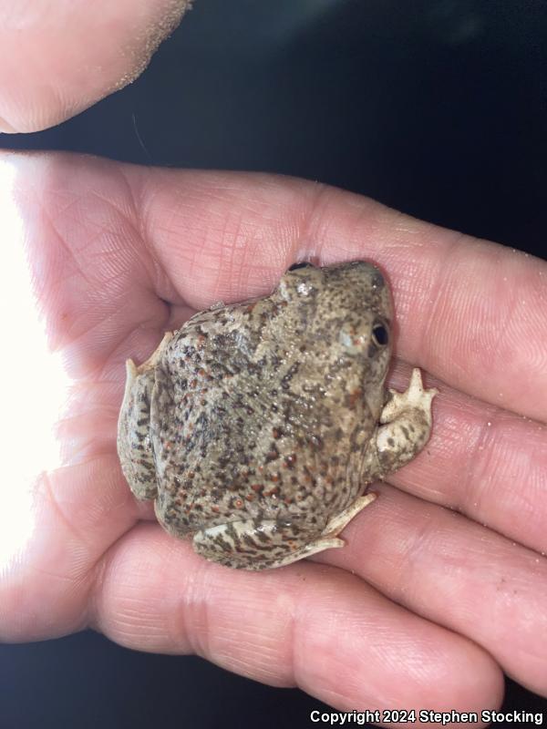 Mexican Spadefoot (Spea multiplicata)