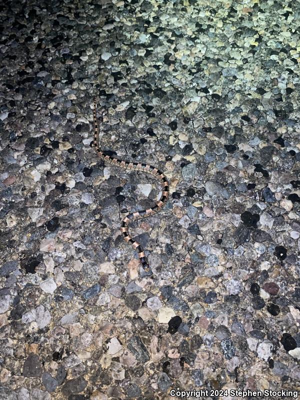 Western Long-nosed Snake (Rhinocheilus lecontei)