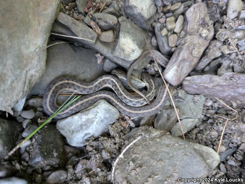 Eastern Gartersnake (Thamnophis sirtalis sirtalis)