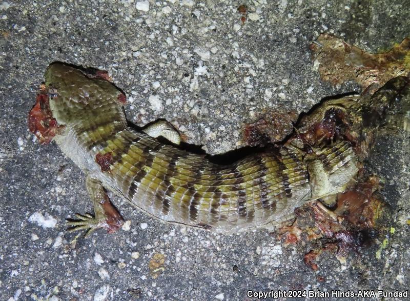 San Diego Alligator Lizard (Elgaria multicarinata webbii)