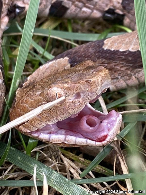 Copperhead (Agkistrodon contortrix)