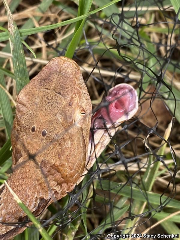 Copperhead (Agkistrodon contortrix)
