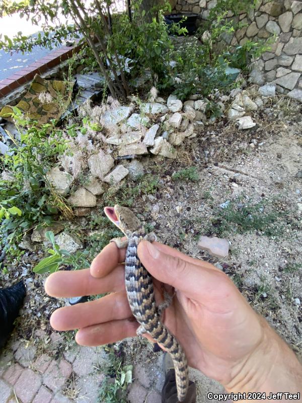San Diego Alligator Lizard (Elgaria multicarinata webbii)