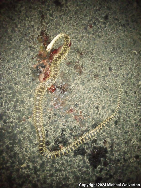 Great Basin Gopher Snake (Pituophis catenifer deserticola)